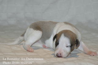 CHIOT WHIPPET DISPONIBLE A L ELEVAGE LA ROMANCE DES DAMOISEAUX