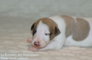 CHIOT WHIPPET DISPONIBLE A L ELEVAGE LA ROMANCE DES DAMOISEAUX