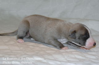 CHIOT WHIPPET DISPONIBLE A L ELEVAGE LA ROMANCE DES DAMOISEAUX