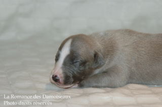 CHIOT WHIPPET DISPONIBLE A L ELEVAGE LA ROMANCE DES DAMOISEAUX