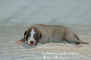 CHIOT WHIPPET DISPONIBLE A L ELEVAGE LA ROMANCE DES DAMOISEAUX