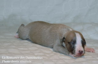 CHIOT WHIPPET DISPONIBLE A L ELEVAGE LA ROMANCE DES DAMOISEAUX