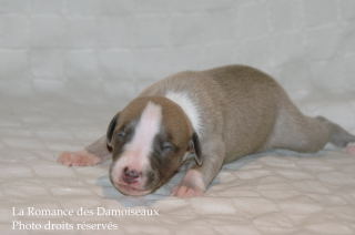 CHIOT WHIPPET DISPONIBLE A L ELEVAGE LA ROMANCE DES DAMOISEAUX