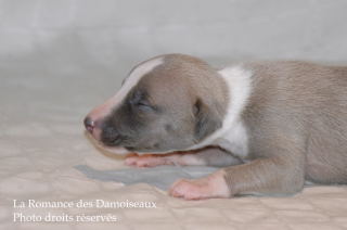 CHIOT WHIPPET DISPONIBLE A L ELEVAGE LA ROMANCE DES DAMOISEAUX