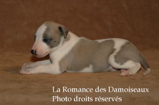 CHIOT WHIPPET ELEVAGE LA ROMANCE DES DAMOISEAUX
