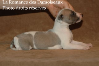 CHIOT WHIPPET ELEVAGE LA ROMANCE DES DAMOISEAUX
