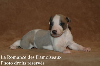 CHIOT WHIPPET ELEVAGE LA ROMANCE DES DAMOISEAUX