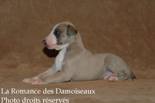 CHIOT WHIPPET ELEVAGE LA ROMANCE DES DAMOISEAUX