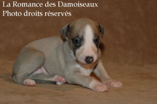 CHIOT WHIPPET ELEVAGE LA ROMANCE DES DAMOISEAUX