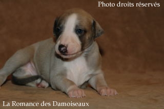 CHIOT WHIPPET ELEVAGE LA ROMANCE DES DAMOISEAUX