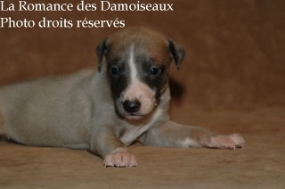 CHIOT WHIPPET ELEVAGE LA ROMANCE DES DAMOISEAUX