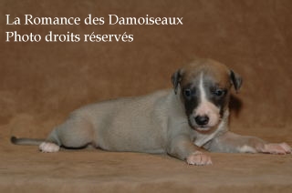 CHIOT WHIPPET ELEVAGE LA ROMANCE DES DAMOISEAUX