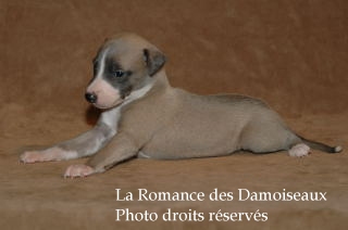 CHIOT WHIPPET ELEVAGE LA ROMANCE DES DAMOISEAUX