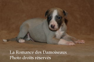 CHIOT WHIPPET ELEVAGE LA ROMANCE DES DAMOISEAUX