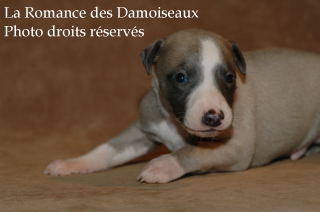 CHIOT WHIPPET ELEVAGE LA ROMANCE DES DAMOISEAUX