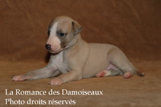 CHIOT WHIPPET ELEVAGE LA ROMANCE DES DAMOISEAUX