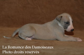 CHIOT WHIPPET ELEVAGE LA ROMANCE DES DAMOISEAUX