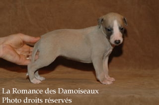 CHIOT WHIPPET ELEVAGE LA ROMANCE DES DAMOISEAUX