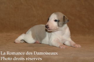 CHIOT WHIPPET ELEVAGE LA ROMANCE DES DAMOISEAUX