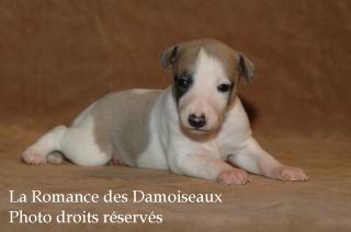CHIOT WHIPPET ELEVAGE LA ROMANCE DES DAMOISEAUX
