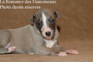 CHIOT WHIPPET ELEVAGE LA ROMANCE DES DAMOISEAUX
