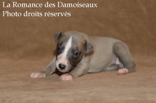 CHIOT WHIPPET ELEVAGE LA ROMANCE DES DAMOISEAUX
