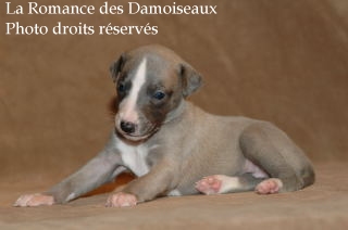 CHIOT WHIPPET ELEVAGE LA ROMANCE DES DAMOISEAUX