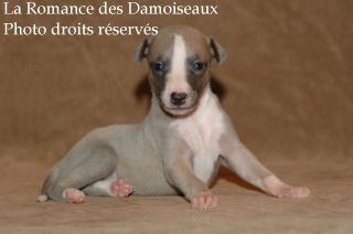 CHIOT WHIPPET ELEVAGE LA ROMANCE DES DAMOISEAUX