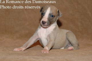 CHIOT WHIPPET ELEVAGE LA ROMANCE DES DAMOISEAUX
