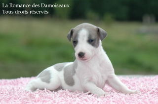 CHIOT WHIPPET PHOTO THIERRY GAUZARGUES