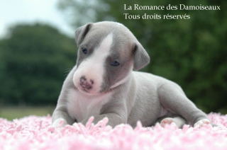 CHIOT WHIPPET PHOTO THIERRY GAUZARGUES