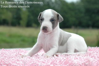 CHIOT WHIPPET PHOTO THIERRY GAUZARGUES