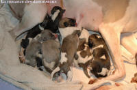 PHOTO DE NAISSANCE CHIOT WHIPPET DU 24 MARS 2007.La maman: Ugoline du clos des Guernazelles, Le papa: Suprieur de la romance des damoiseaux.