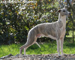 Champion International Whippet : Ump�rial de la romance des Damoiseaux
