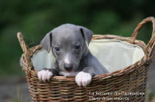 CHIOT WHIPPET UNICOLORE GRIS
