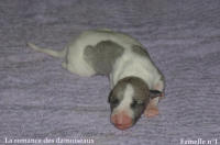 NOUVEAUX NES: TOUT PETIT CHIOTS WHIPPET A RESERVER