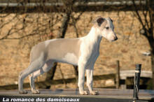 chiot whippet, CHIOTS WHIPPETS, b�b� whippet, port�e whippet, naissances whippet