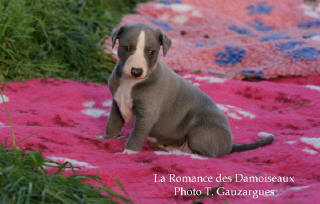 Chiot whippet âgé d' 1 mois. Couleur bleu unicolore.Elevage de whippet: la romance des damoiseaux