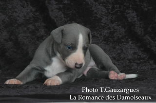 PHOTO CHIOT WHIPPET ISSU DE L ELEVAGE DE LA ROMANCE DES DAMOISEAUX