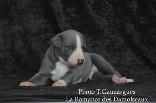 PHOTO CHIOT WHIPPET ISSU DE L ELEVAGE DE LA ROMANCE DES DAMOISEAUX