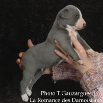 PHOTO CHIOT WHIPPET ISSU DE L ELEVAGE DE LA ROMANCE DES DAMOISEAUX