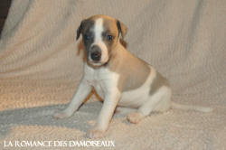 CHIOT WHIPPET