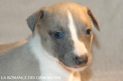 CHIOT WHIPPET