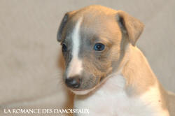 CHIOT WHIPPET