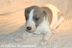CHIOT WHIPPET