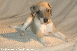CHIOT WHIPPET