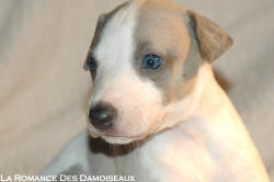 CHIOT WHIPPET