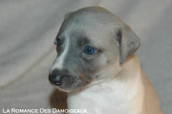 CHIOT WHIPPET