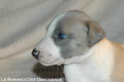 CHIOT WHIPPET