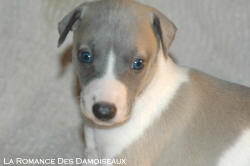 CHIOT WHIPPET
